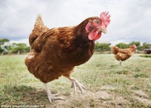 Ancient chicken DNA confirms Filipinos were the ancestors of Polynesians