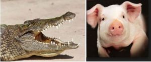 Buwaya (crocodile), left; pig a.k.a. pork barrel