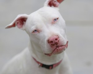 Same gene causes albinism in dogs and humans