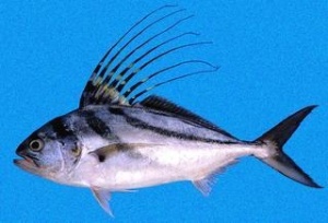The more common roosterfish
