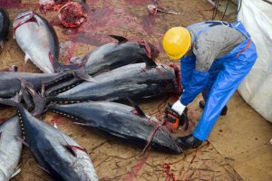 Bluefin tuna, an endangered species?