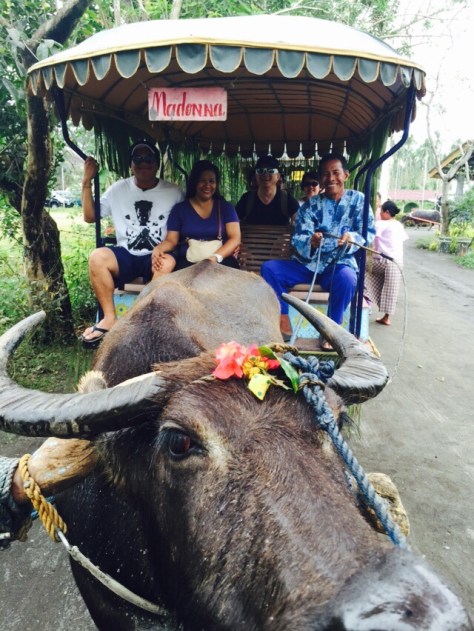  Madonna, the hard-working Carabao of Villa Escudero in the Philippines (Photo: The Adobo Chronicles)